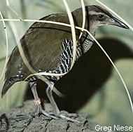 Guam rail